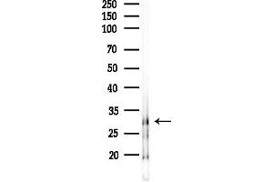 anti-Olfactory Receptor, Family 2, Subfamily A, Member 2 (OR2A2) (Internal Region) antibody