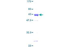 PQBP1 Protein (AA 1-265) (GST tag)