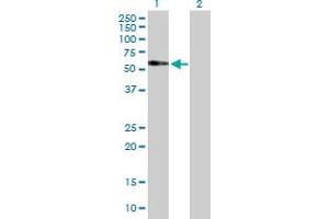 Western Blot analysis of FAM98A expression in transfected 293T cell line by FAM98A MaxPab polyclonal antibody. (FAM98A antibody  (AA 1-518))
