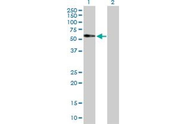 FAM98A antibody  (AA 1-518)