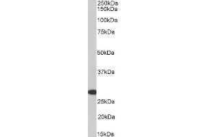 Western Blotting (WB) image for anti-Homeobox A5 (HOXA5) (AA 83-92) antibody (ABIN5867852) (HOXA5 antibody  (AA 83-92))