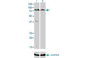 Western Blotting (WB) image for anti-Calcium Responsive Transcription Factor (CARF) (AA 621-719) antibody (ABIN599306) (Calcium Responsive Transcription Factor (CARF) (AA 621-719) antibody)