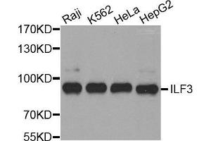 Interleukin enhancer-binding factor 3 (ILF3) (AA 1-270) antibody