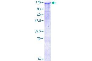 MAP3K13 Protein (AA 1-966) (GST tag)