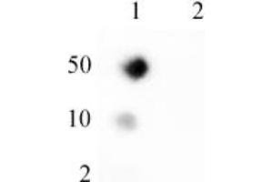 Western blot of Ubiquitin mAb 20 μg of HeLa cell nuclear acid-extract was run on SDS-PAGE and probed with AbFlex Ubiquitin antibody at 0. (Ubiquitin antibody)