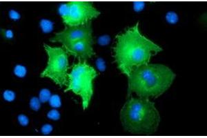 Anti-CCM2 mouse monoclonal antibody (ABIN2454945) immunofluorescent staining of COS7 cells transiently transfected by pCMV6-ENTRY CCM2 (RC201418). (CCM2 antibody)