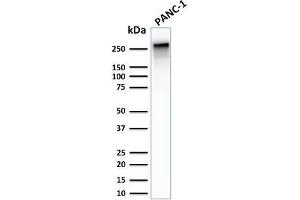 Western Blot Analysis of PANC-1 cell lysate using Spectrin beta III Rabbit Recombinant Monoclonal (SPTBN2/2887R). (Recombinant Spectrin, Beta, Non-erythrocytic 2 (SPTBN2) (AA 356-475) antibody)
