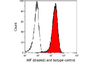 anti-Macrophage Migration Inhibitory Factor (Glycosylation-Inhibiting Factor) (MIF) (AA 2-115) antibody