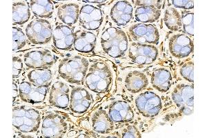 ABIN6264433 and ABIN6276469 at 1/100 staining Rat stomach tissue by IHC-P.