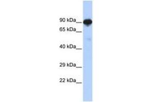 Image no. 1 for anti-Regulatory Factor X 4 (RFX4) (AA 144-193) antibody (ABIN6742521) (RFX4 antibody  (AA 144-193))