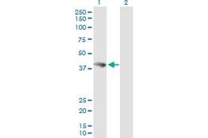 Western Blot analysis of HOMER3 expression in transfected 293T cell line by HOMER3 MaxPab polyclonal antibody. (HOMER3 antibody  (AA 1-361))