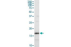 IFITM3 MaxPab rabbit polyclonal antibody. (IFITM3 antibody  (AA 1-133))