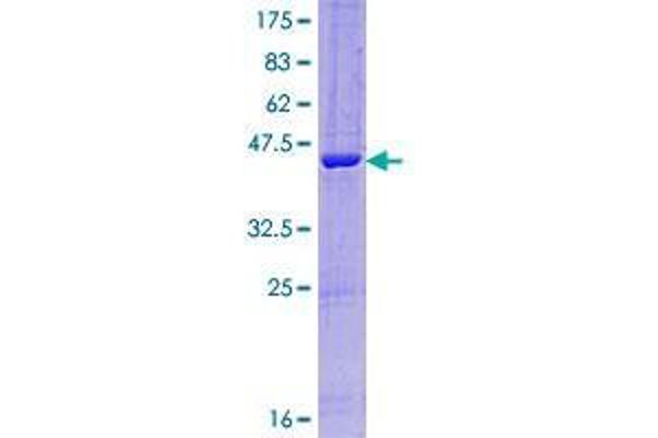RABL4 Protein (AA 1-186) (GST tag)