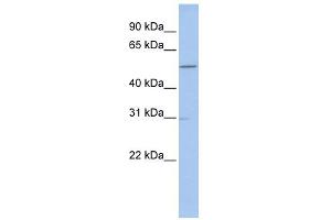 WB Suggested Anti-GNAL Antibody Titration: 0. (GNAL antibody  (C-Term))