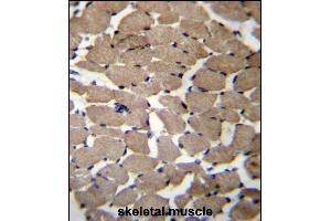 MGAT4C Antibody (C-term) (ABIN656550 and ABIN2845812) immunohistochemistry analysis in formalin fixed and paraffin embedded human skeletal muscle followed by peroxidase conjugation of the secondary antibody and DAB staining. (MGAT4C antibody  (C-Term))