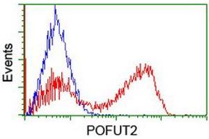 Image no. 1 for anti-Protein O-Fucosyltransferase 2 (POFUT2) antibody (ABIN1500324) (POFUT2 antibody)