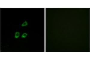 Immunofluorescence (IF) image for anti-Chloride Channel 4 (CLCN4) (AA 221-270) antibody (ABIN2890212) (CLCN4 antibody  (AA 221-270))