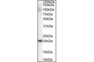 Antibody staining (0. (ARL6IP5 antibody  (C-Term))
