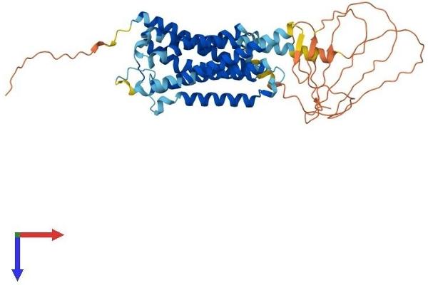 alpha 1 Adrenergic Receptor Protein (AA 1-466) (His tag)
