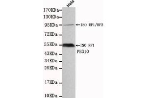 Western blot detection of PEG10 in Hela cell lysates using PEG10 mouse mAb (1:1000 diluted). (PEG10 antibody)