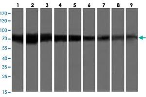 Western Blot analysis of Lane 1: HepG2 (human), Lane 2: HeLa (human), Lane 3: SVT2 (mouse), Lane 4: A549 (human), Lane 5: COS7 (monkey), Lane 6: Jurkat (human), Lane 7: MDCK (dog), Lane 8: PC12 (rat) and Lane 9: MCF7 (human) (35 ug/lane) with GLB1 monoclonal antibody, clone 10B2 . (GLB1 antibody)