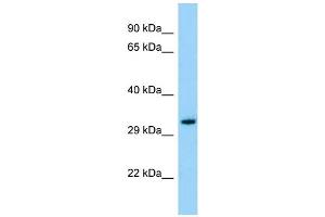 Host: Rabbit Target Name: OR3A1 Sample Type: ACHN Whole cell lysates Antibody Dilution: 1. (OR3A1 antibody  (C-Term))