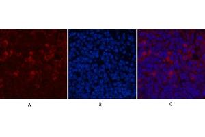 Immunofluorescence analysis of mouse spleen tissue. (CD68 antibody)