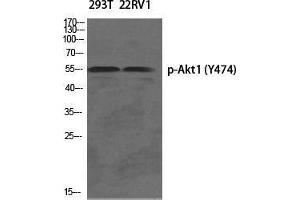 Western Blot (WB) analysis of specific cells using Phospho-Akt1 (Y474) Polyclonal Antibody. (AKT1 antibody  (pTyr474))