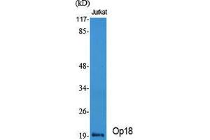 Western Blot (WB) analysis of specific cells using Op18 Polyclonal Antibody.