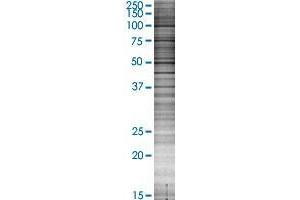 NPFFR2 transfected lysate. (NPFFR2 293T Cell Transient Overexpression Lysate(Denatured))
