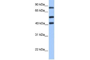 WB Suggested Anti-HCFC2 Antibody Titration:  0. (HCFC2 antibody  (C-Term))