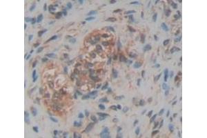 Figure. (CUZD1 antibody  (AA 257-517))