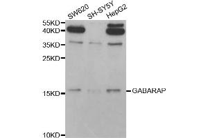 Western blot analysis of extracts of various cell lines, using GABARAP antibody (ABIN5973270) at 1/1000 dilution.