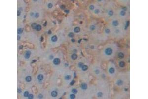 IHC-P analysis of Mouse Tissue, with DAB staining. (SERPINA12 antibody  (AA 71-148))