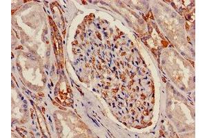 Immunohistochemistry of paraffin-embedded human kidney tissue using ABIN7144864 at dilution of 1:100 (ATP5C1 antibody  (AA 156-266))