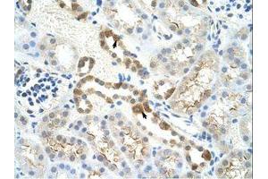 Image no. 1 for anti-Myb-Binding Protein 1A (MYBBP1A) (AA 1201-1250) antibody (ABIN202984) (MYBBP1A antibody  (AA 1201-1250))