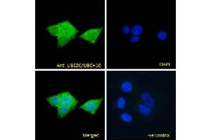 ABIN184805 Immunofluorescence analysis of paraformaldehyde fixed MCF7 cells, permeabilized with 0. (UBE2C antibody  (C-Term))