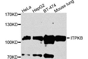 Western blot analysis of extracts of various cell lines, using ITPKB antibody (ABIN5972108) at 1/1000 dilution. (ITPKB antibody)