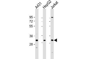 All lanes : Anti-LY6G6F Antibody (N-term) at 1:1000 dilution Lane 1: A431 whole cell lysate Lane 2: HepG2 whole cell lysate Lane 3: Jurkat whole cell lysate Lysates/proteins at 20 μg per lane. (LY6G6F antibody  (N-Term))