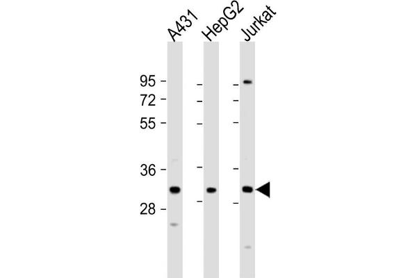 LY6G6F Antikörper  (N-Term)