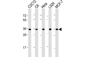All lanes : Anti-PCNA Antibody (C-term) at 1:2000 dilution Lane 1: C2C12 whole cell lysate Lane 2: C6 whole cell lysate Lane 3: Hela whole cell lysate Lane 4:  whole cell lysate Lane 5: MCF-7 whole cell lysate Lysates/proteins at 20 μg per lane. (PCNA antibody  (C-Term))