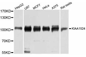Western blot analysis of extracts of various cell lines, using KIAA1524 antibody (ABIN6290969) at 1:3000 dilution.