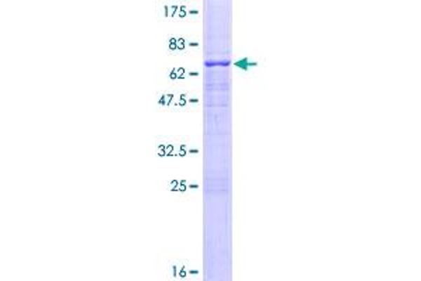 USF2 Protein (AA 1-346) (GST tag)