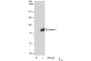 IP Image Immunoprecipitation of Calpain 1 protein from A431 whole cell extracts using 5 μg of Calpain 1 antibody [N3C2], Internal, Western blot analysis was performed using Calpain 1 antibody [N3C2], Internal, EasyBlot anti-Rabbit IgG  was used as a secondary reagent. (CAPN1 antibody)