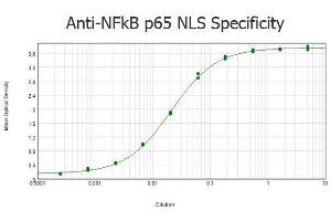 ELISA results of purified Rabbit anti-NFkB p65 NLS Specific Antibody tested against BSA-conjugated peptide of immunizing peptide. (NF-kB p65 antibody)