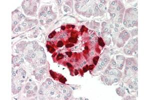 Human Pancreas: Formalin-Fixed, Paraffin-Embedded (FFPE). (Clusterin antibody  (AA 71-99) (Biotin))