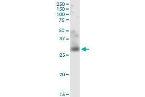 TWEAK antibody  (AA 49-134)