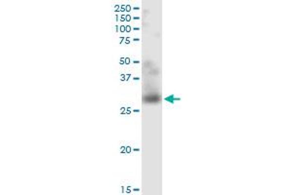 TWEAK antibody  (AA 49-134)
