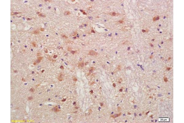 PMP2 antibody  (AA 31-132)