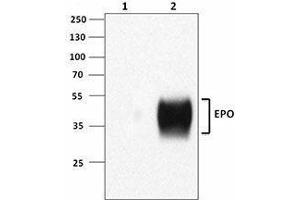 Western Blotting (WB) image for anti-Erythropoietin (EPO) antibody (ABIN2664955) (EPO antibody)